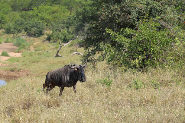 Streifengnu / Blue wildebeest / Connochaetes taurinus