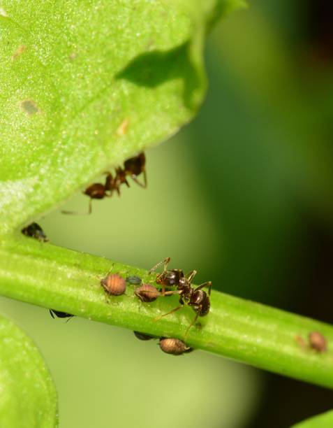 istock Ant and bugs is walking on green plant close up macro 2201962318