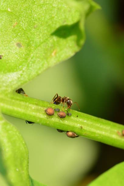 istock Ant and bugs is walking on green plant close up macro 2201962319