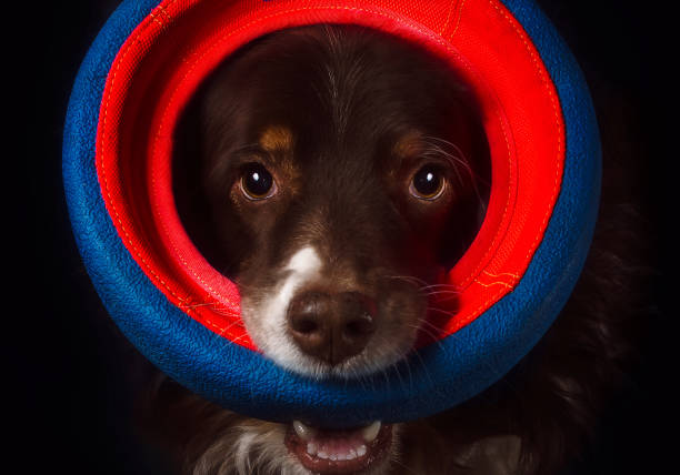 istock Australian Shepherd with circular dog toy, studio portrait on black background 2201964520
