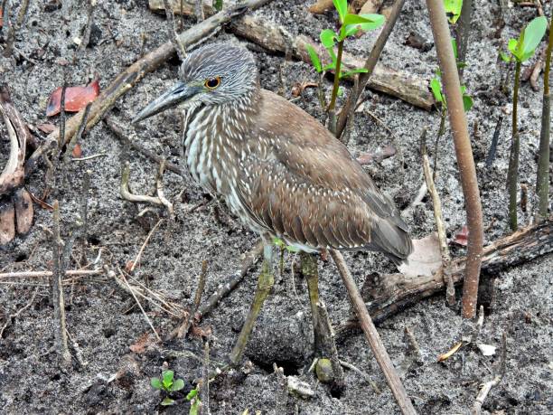 istock Yellow-Crowned Night-Heron (Nyctanassa violacea) - juvenile walking in the sand 2201964917