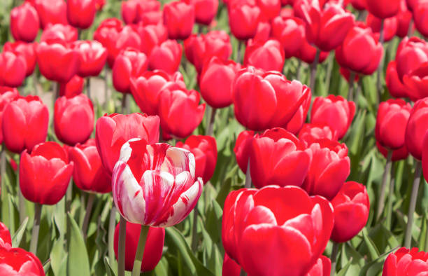 istock beautiful tulips in the garden 2201965084