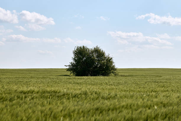 Lone green tree standing in the middle of a vast green wheat field under clear blue sky