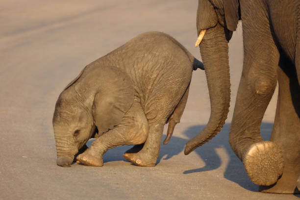 Taken in the Okavango Delta, Botswana