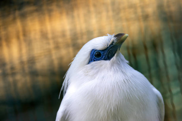 The Bali Starling, a rare white bird with blue markings, feeds on insects and fruit. This photo was taken in Bali.