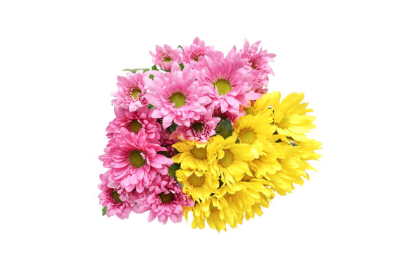 istock Bouquet of chrysanthemum isolated on a white background. 2201966030