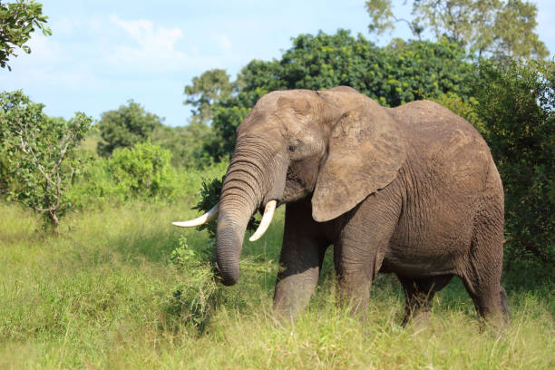 istock Afrikanischer Elefant / African elephant / Loxodonta africana 2201966039
