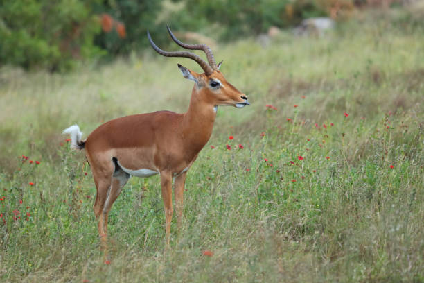 istock Schwarzfersenantilope / Impala / Aepyceros melampus 2201966663