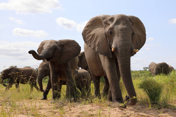 istock Afrikanischer Elefant / African elephant / Loxodonta africana 2201967406