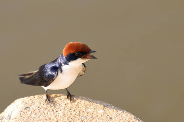 istock Rotkappenschwalbe / Wire-tailed swallow / Hirundo smithii 2201967863