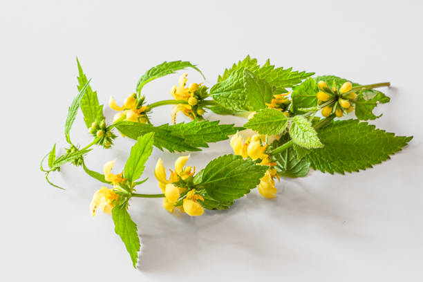 henbit dead nettle yellow isolated on white background