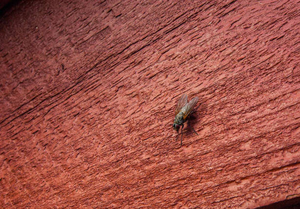 housefly on aged wooden wall with deep textures