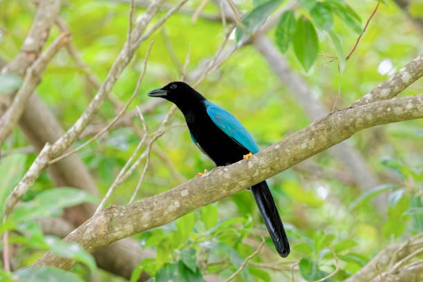 istock Yucatan Jay adult (Bird in Mexico) 2201969969