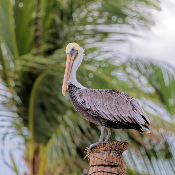 istock Brown pelican on the resort beach (Bird of Mexico) 2201969970