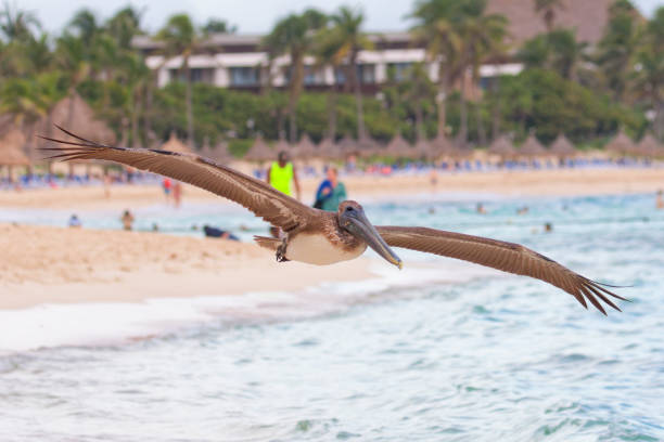 On the beach of Bahia Principe Grand Coba, Mexico 2024: This bird was observed directly on the beach of the resort in Riviera Maya.