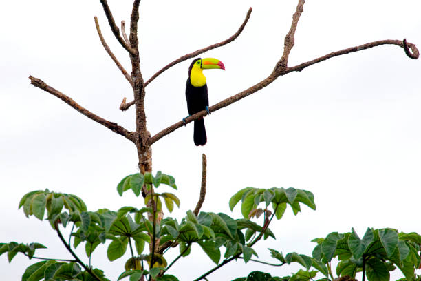 Muyil, Mexico 2024: This bird was observed into the town of Muyil
