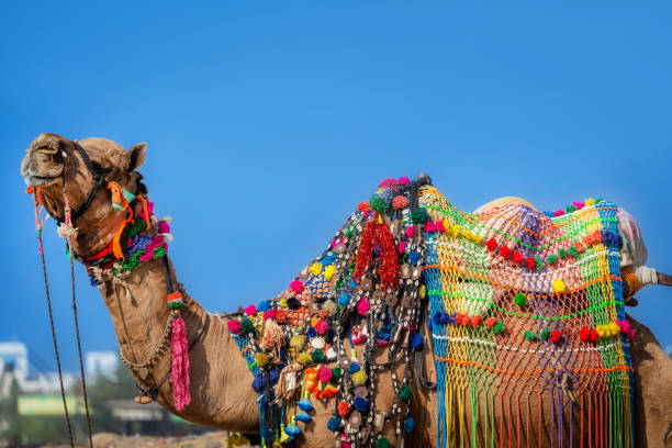 A vibrant camel adorned in colorful decorations showcasing the rich tradition and festive spirit of the Camel Fair in Pushkar, Rajasthan, India.