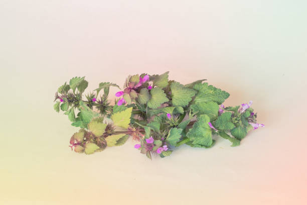 purple dead nettle herb isolated on white