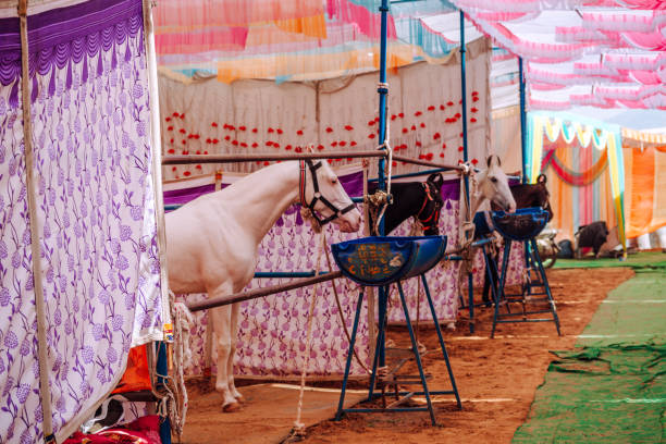 Vibrant equestrian stalls at the Pushkar Fair in Rajasthan, featuring decorated horses under colorful canopies, showcasing the cultural splendor and equestrian traditions of the region.
