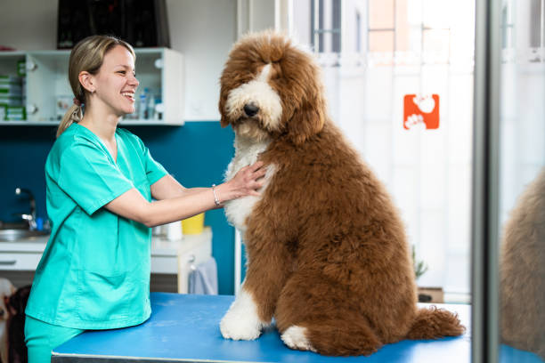istock Well behaved dog at the vet clinic 2201971392