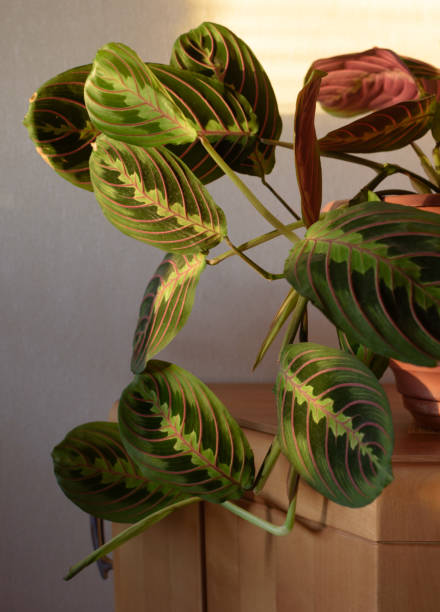 istock Plant in the room 2201971579