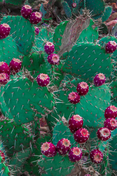 istock Vibrant cactus are adorned with blooms. 2201972045