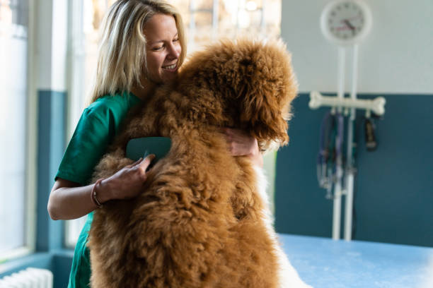 istock Brushing the thick hair dog 2201972544