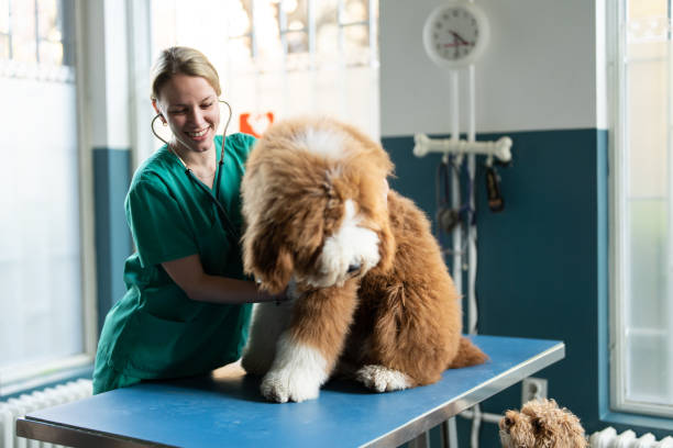 istock Examining the dog's heartbeat 2201972801
