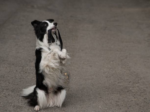 Portrait of an adorable Border collie - studio shot, isolated on black.