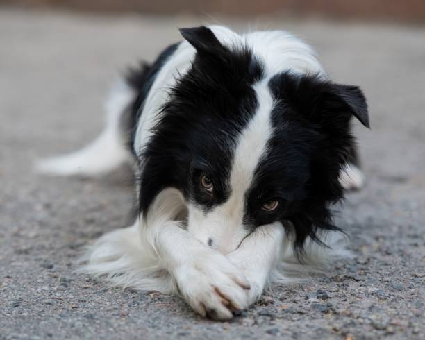 istock Border collie dog doing exercise shame outdoors. 2201975837