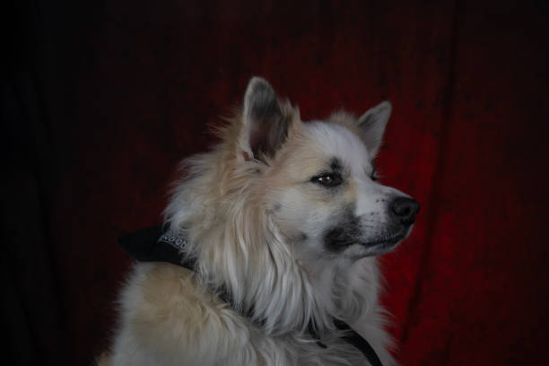 Portrait of a white Icelandic Sheepdog on a red background