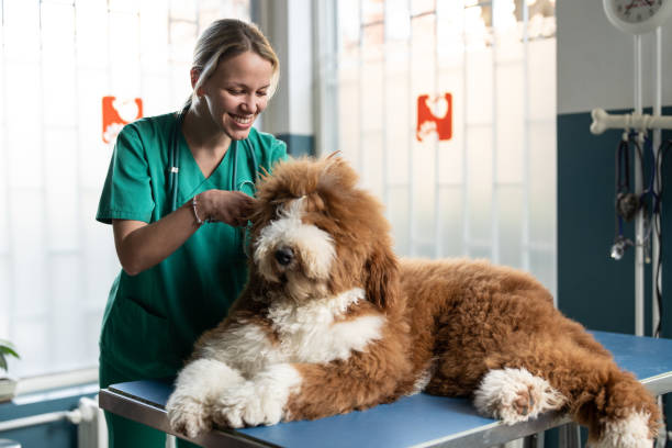 istock Female vet examines dog's ears 2201976979