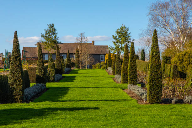 Beautiful trees trimmed into various shapes. Trimming trees against a background of blue sky in a plant nursery.