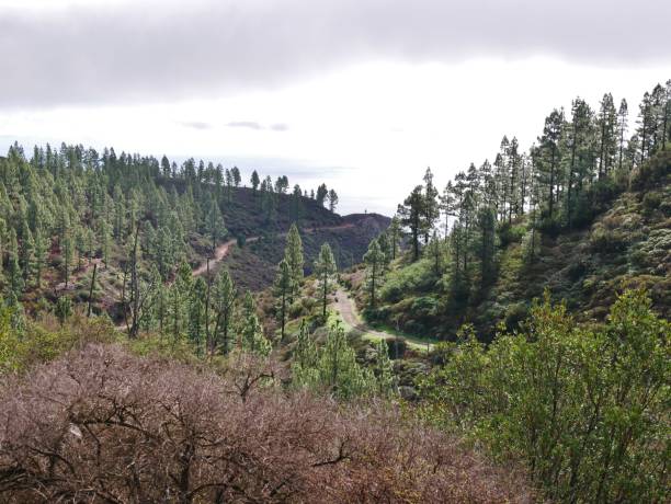 istock Nature in Nationalpark Garajonay La Gomera 2201977142