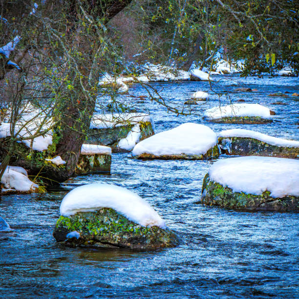 Watercourse in the Pyrenees Orientales mountains in France. Fir forest, rock and tree trunk under the snow.