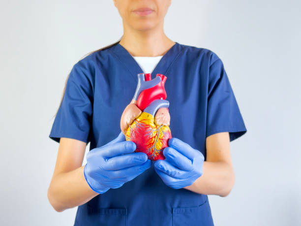 istock Doctor Holding a human heart 2201978056