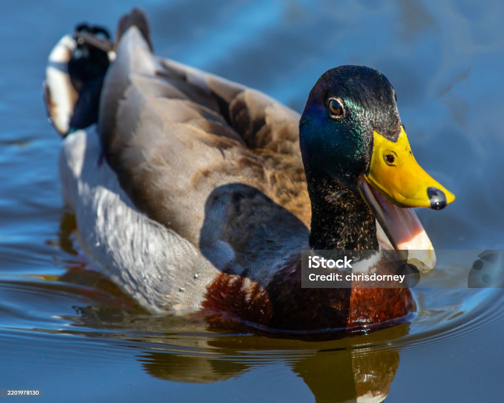 Mallard Duck A beautiful Mallard duck, swimming on a pond. Beak Stock Photo Mallard Duck A beautiful Mallard duck, swimming on a pond. Beak Stock Photo