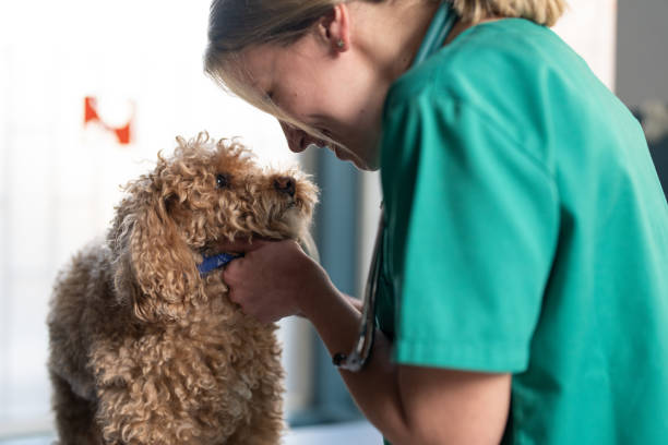 istock The vet cuddles with her small canine patient 2201978457