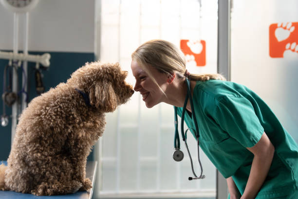 istock The vet and the dog's intimacy 2201978460