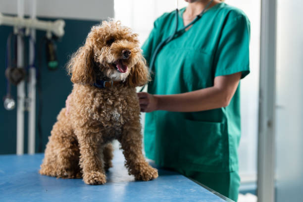 istock Brown curly haired dog at the vet clinic 2201978713