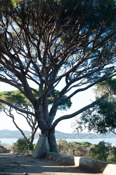 istock Majestic umbrella pine against a Mediterranean backdrop. 2201980456