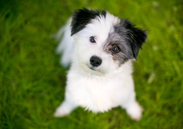 A cute Maltese x Poodle mixed breed puppy, also known as a Maltipoo, listening with a head tilt