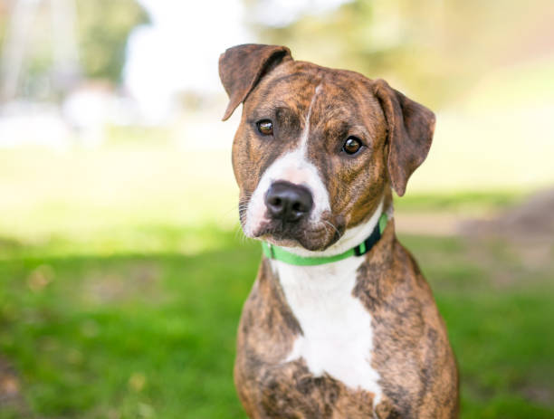 istock A brindle Pit Bull Terrier mixed breed dog with a head tilt 2201980523
