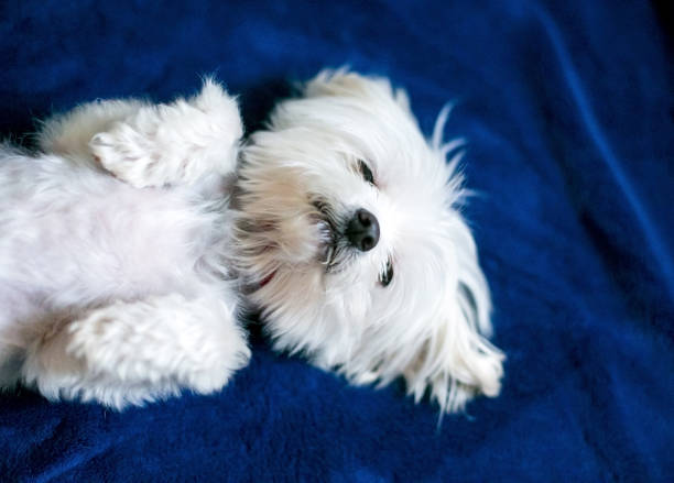 A sleepy Maltese dog lying upside down on its back