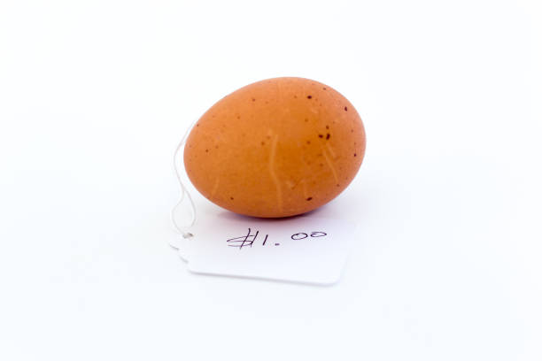 Egg on white background