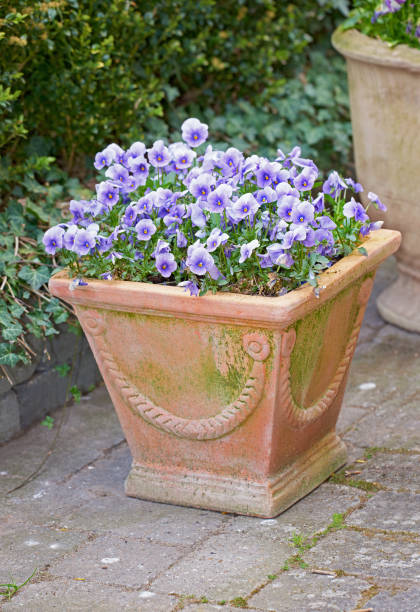 Abundantly blooming red with yellow faces garden pansy (Viola x wittrockiana) in a flower pot isolated on white background.