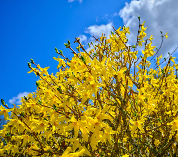 Lively yellow flowers stretch out on branches, vividly set against a picturesque blue sky. The bright seasonal atmosphere encapsulates the vitality and freshness of blooming flora in harmony with nature's vibrant colors.