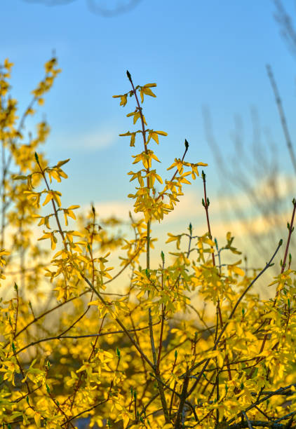 Forsythia flowers in full bloom are illuminated by the gentle light of a spring sunset, standing out vibrantly against a clear and peaceful blue sky. Reminiscent of renewal and nature's beauty.