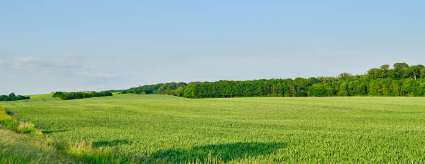 istock Scenic Summer Field with Green Grass and Distant Danish Forests in Denmark 2201982450