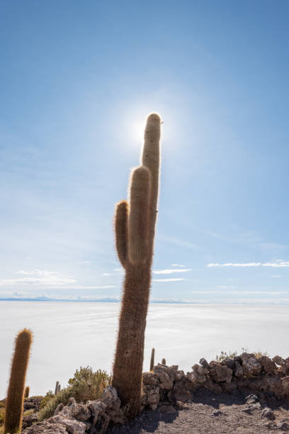 Majestic cacti standing tall in dry desert setting. Expansive view of rugged terrain and vivid sky. Scenic landscape symbolizing resilience and wilderness.